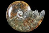 Polished, Agatized Ammonite (Cleoniceras) - Madagascar #94252-1